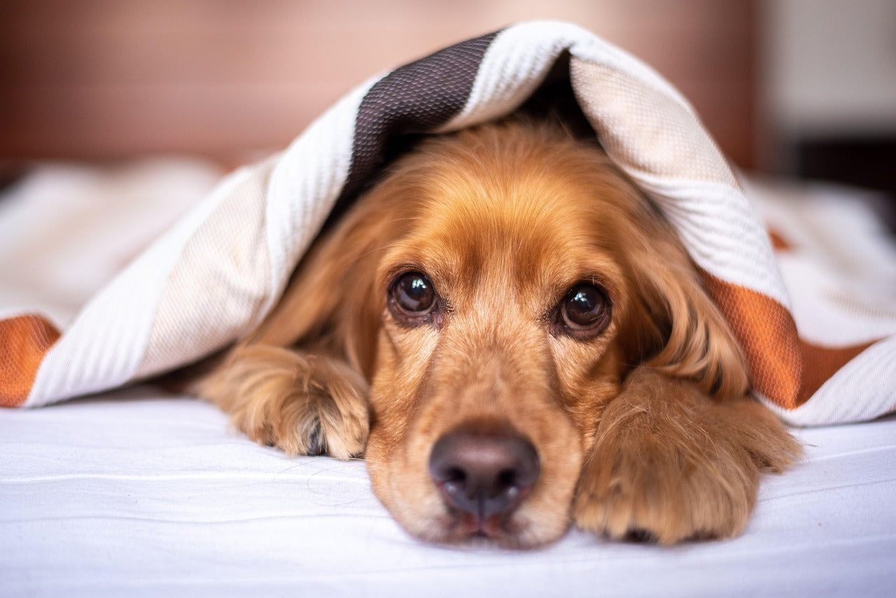 Best Interactive Dog Toys for Bored Dogs Indoors